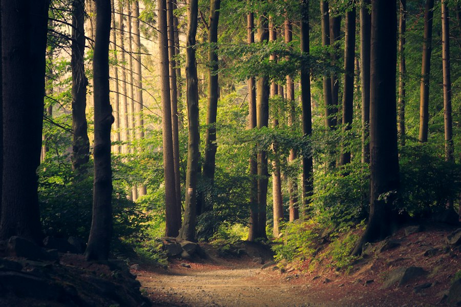 Ruhiger Waldweg im Sonnenlicht für achtsamen Spaziergang ohne Kopfhörer